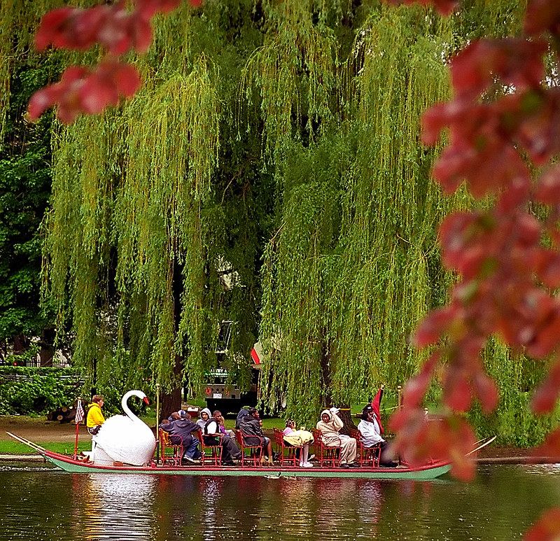 Swan boat in Boston Public Garden lagoon